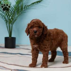 Esme, Miniature Poodle Puppy